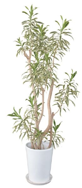 ソングオブインディ 観葉植物 陶器鉢 プランター 皿付き 1 7 0 7 10号 半日陰 Samuraiblue Com