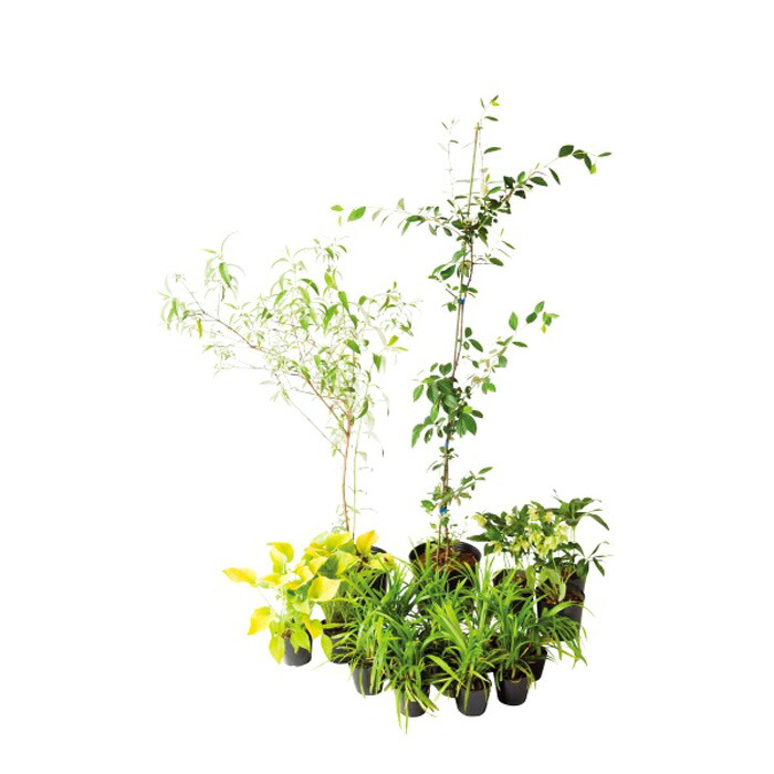 ブッドレア セットアップガーデン 日なた 日陰 ブリーゼ ブリーゼ 庭木 植木 Sale特価 最大300円offクーポン セット商品 エストアガーデンブリーゼ 庭木 ボーダー花壇 日陰 苗 ブッドレア クリスマスローズ コトネアスター ギボウシ マリリン ヤブラン セット ブッドレア セットアップガーデン 日なた 日陰 ブリーゼ ブリーゼ 庭木 植木 Sale特価 最大300円offクーポン セット商品 エストアガーデンブリーゼ 庭木 ボーダー花壇 日陰 苗 ブッドレア クリスマスローズ コトネアスター ギボウシ マリリン ヤブラン セット