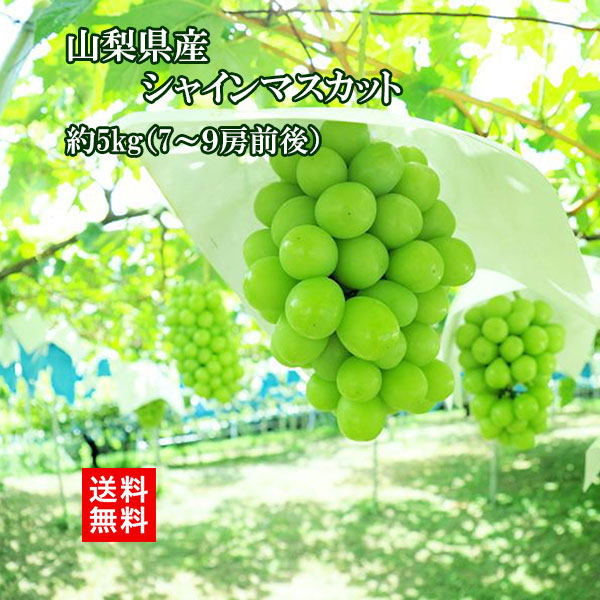 【25年先行予約開始★9月初旬出荷分】シャインマスカット 山梨県産 お中元 ギフト 山梨 5kg 7～9房 皮ごと食べられる 大粒 種なし マスカット ブドウ 葡萄 ぶどう 糖度18以上 ※岡山 県産 ぶどうの箱 ぶどうジュース ぶどう詰め合わせ ではありません