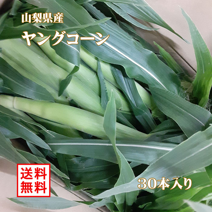 楽天市場】《皮付き生ベビーコーン 100本以上》ヤングコーン【朝