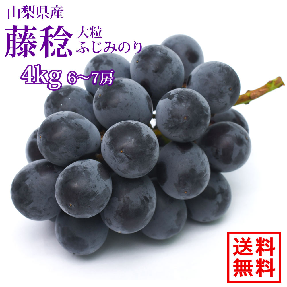 【8月23日～発送開始】4ｋg 6～7房 山梨県産 藤稔 ふじみのり ぶどう 種なし 大粒 高級 贈答用 フルーツ 葡萄 ギフト 産地直送 甘い 美味しい クール便無料 送料無料｜ネックレス指輪 Ladies Present EJ