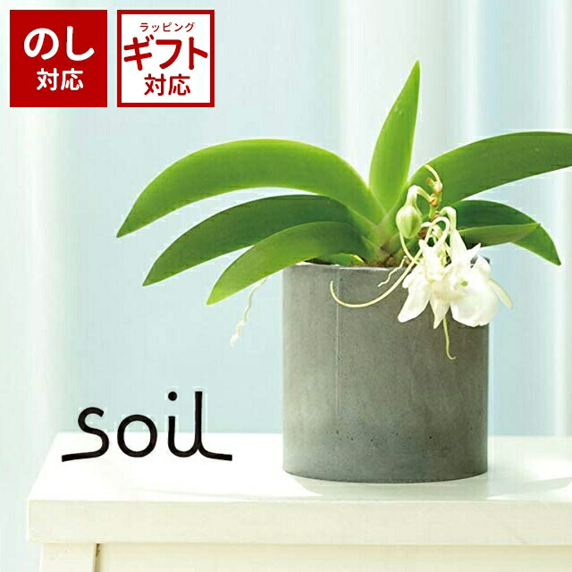＼500円OFFクーポン発行中／ soil 日本製 珪藻土 プランターカバー L251 鉢カバー〈宅配便〉