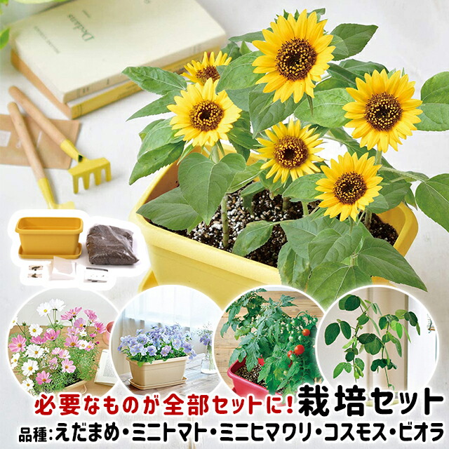 市場 100円クーポン発行中 エンジョイプランター 聖新陶芸 花 野菜 ベジ 栽培キット フラワー