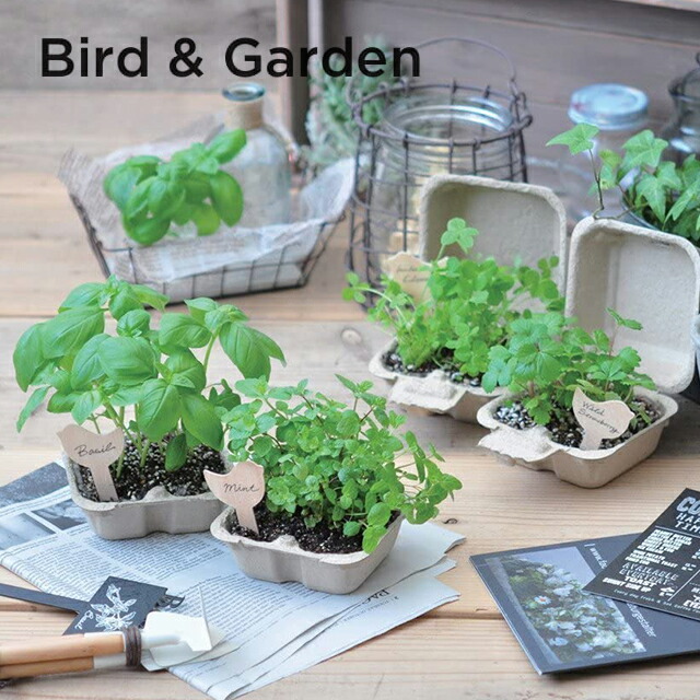 市場 100円クーポン発行中 栽培キット ミント ガーデン バード ハーブ 栽培セット 聖新陶芸