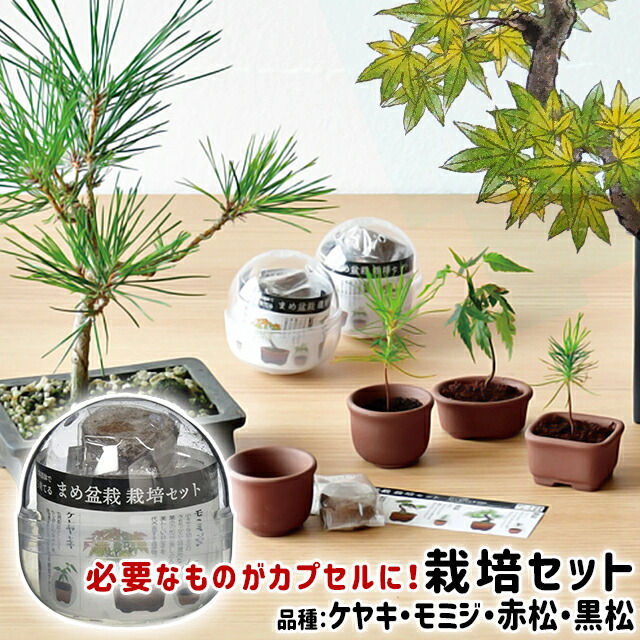 市場】\100円クーポン発行中/聖新陶芸 グラストモスS GD-933 【聖新陶芸 苔 コケ 苔テラリウム テラリウム 苔テラリウムキット テラリウムキット 簡単 初心者 おすすめ】 : Fine Dream 市場店 市場】\100円クーポン発行中/聖新陶芸 グラストモスS GD-933 【聖新陶芸 苔 コケ 苔テラリウム テラリウム 苔テラリウムキット テラリウムキット 簡単 初心者 おすすめ】 : Fine Dream 市場店