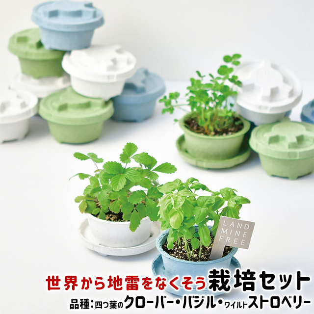 市場 ＼100円クーポン発行中 レシピ付き栽培セット 栽培セット 聖新陶芸 +Recipe GD-951 ハーブ