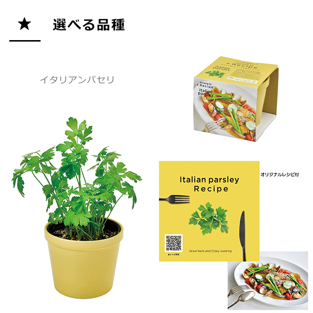 市場 ＼100円クーポン発行中 レシピ付き栽培セット 栽培セット 聖新陶芸 +Recipe GD-951 ハーブ