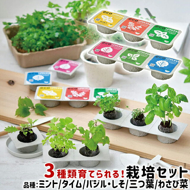 100円クーポン発行中 聖新陶芸 ハーブコレクション ジャパニーズコレクション エコポケット