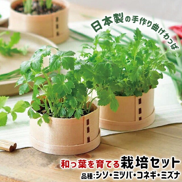 市場】\100円クーポン発行中/聖新陶芸 グラストモスS GD-933 【聖新陶芸 苔 コケ 苔テラリウム テラリウム 苔テラリウムキット テラリウムキット 簡単 初心者 おすすめ】 : Fine Dream 市場店 市場】\100円クーポン発行中/聖新陶芸 グラストモスS GD-933 【聖新陶芸 苔 コケ 苔テラリウム テラリウム 苔テラリウムキット テラリウムキット 簡単 初心者 おすすめ】 : Fine Dream 市場店