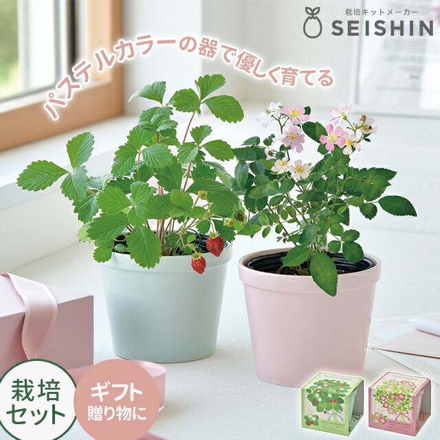 たりあさま専用 ワイルドストロベリー ミニチュア トリオ 2組セット ボタニカルフレグランス 栽培セット ワイルドストロベリー