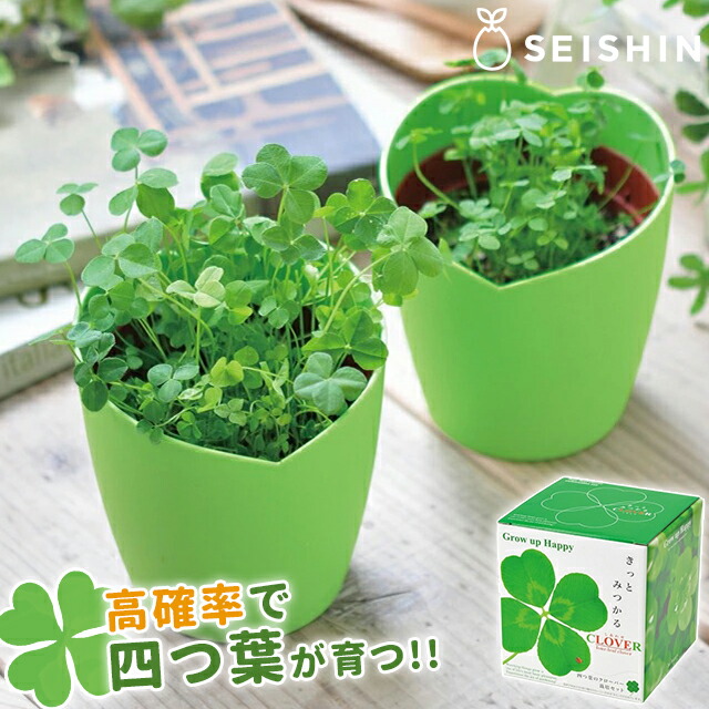 楽天市場】四つ葉 栽培キット 四葉のクローバー栽培セット 栽培