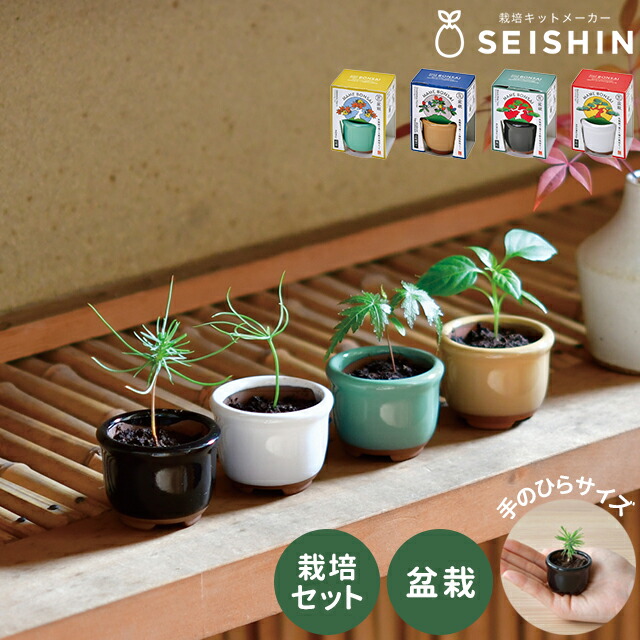 ミニチュア盆栽セット(紅葉、松、桜) ミニチュア盆栽セット(紅葉、松、桜) ミニチュア盆栽セット(紅葉