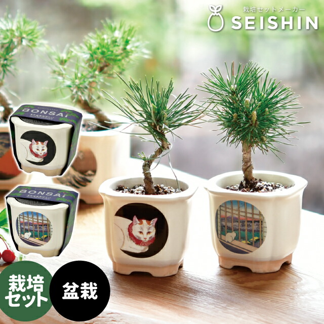 正成のミニ盆栽鉢 送料無料 南天のミニ盆栽 鉢 真山茜 炭化焼き締め丸鉢盆栽 ぼんさい