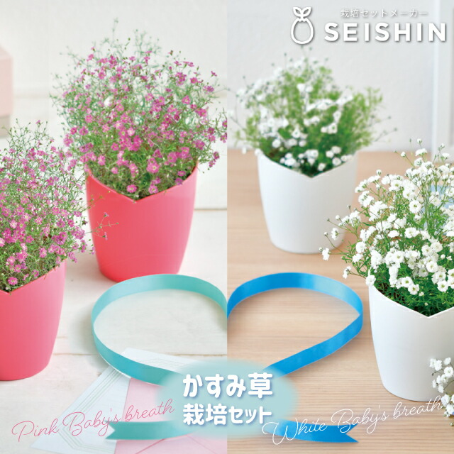 楽天市場】聖新陶芸 空色の花 ネモフィラ栽培セット GD-929