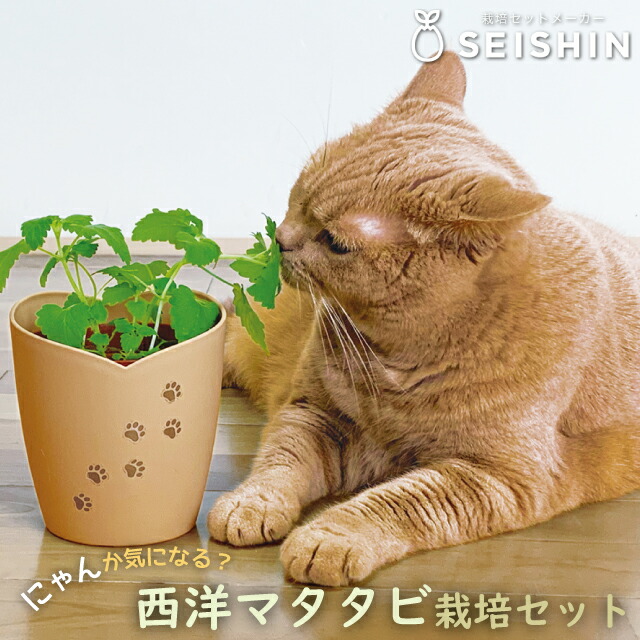 楽天市場】【8月19日以降順次出荷】聖新陶芸 SEISHIN 西洋