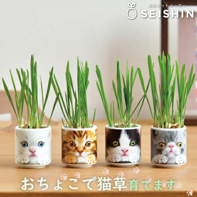 楽天市場】栽培セット 栽培キット 聖新陶芸 おちょこで猫草 燕麦 屋内