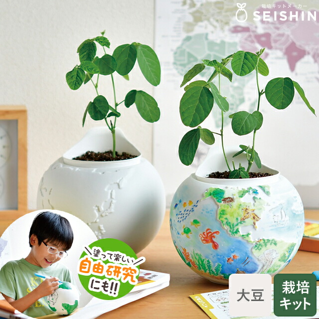 楽天市場】栽培セット 栽培キット 聖新陶芸 育てる世界 大豆栽培キット