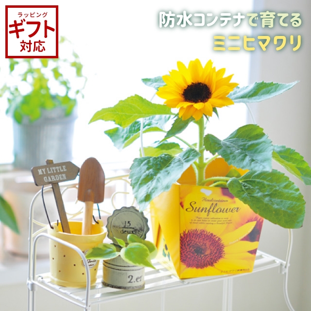 楽天市場】リトルガーデンVer．2 ヒマワリチャン ひまわり