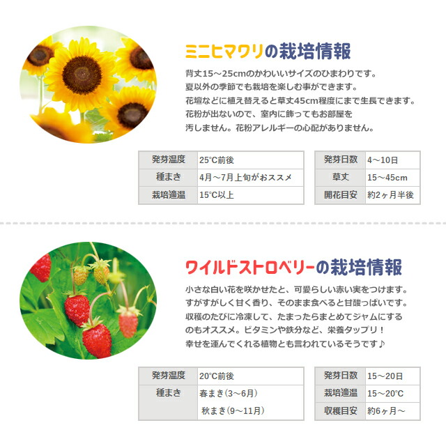 100円offクーポン発行中 聖新陶芸 Grow Canister グローキャニスター 栽培キット 野イチゴ ワイルドストベリー ヒマワリ ディズニー Disney ミッキーマウス ミニーマウス かわいい おしゃれ Letempslev K7a Com