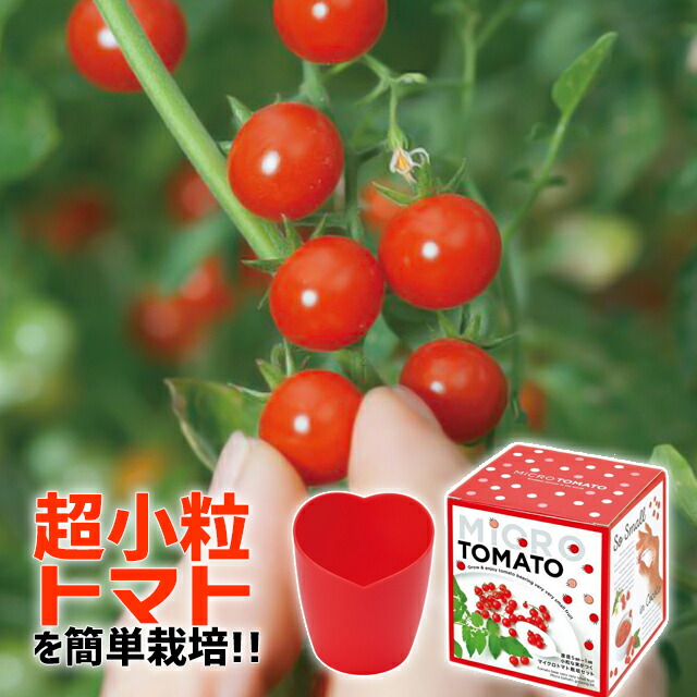 楽天市場 100円offクーポン発行中 聖新陶芸 マイクロトマト 栽培セット Gd903 栽培キット 野菜 かわいい おしゃれ ギフト Fine Dream 楽天市場店
