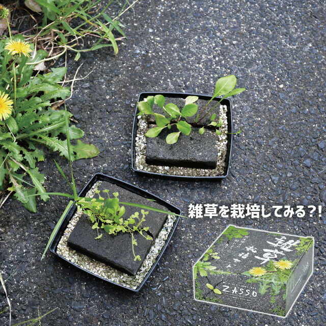 市場】\100円クーポン発行中/聖新陶芸 グラストモスS GD-933 【聖新陶芸 苔 コケ 苔テラリウム テラリウム 苔テラリウムキット テラリウムキット 簡単 初心者 おすすめ】 : Fine Dream 市場店 市場】\100円クーポン発行中/聖新陶芸 グラストモスS GD-933 【聖新陶芸 苔 コケ 苔テラリウム テラリウム 苔テラリウムキット テラリウムキット 簡単 初心者 おすすめ】 : Fine Dream 市場店