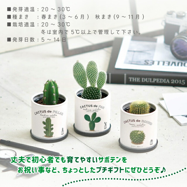 100円クーポン発行中 栽培セット 聖新陶芸 カクタスdeカクタス サボテン