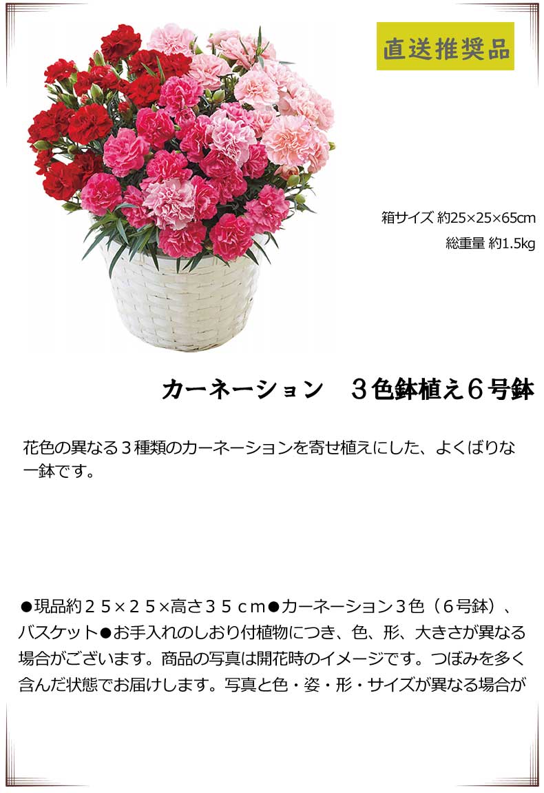 慈母の日時 おすすめ カーネーション 3彩りくぼみ植え6サイズ鉢 室内彩る品物 華 グリ ン 鉢植え生け花 母の日 賜り物 母の日贈り物 カーネーション 鉢 生花 鉢植え 送料無料 スイーツ 50後釜 60代 養母 継母 Torfehnegar Com