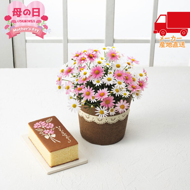 【送料無料 5981円以上1万円以下】【母の日専用】長?堂　母の日カステーラとマーガレット鉢植さくらべーる5号のセット食料品 和菓子 カステラ