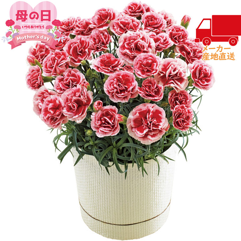 【月間優良ショップ獲得】【送料無料 5980円以下】【母の日専用】カーネーション鉢植え「いちごホイップ」5号室内装飾品 花・グリ－ン 鉢植え生花