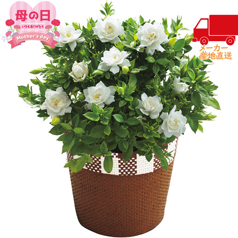【月間優良ショップ獲得】【送料無料 5980円以下】【母の日専用】ガーデニア鉢植え室内装飾品 花・グリ－ン 鉢植え生花