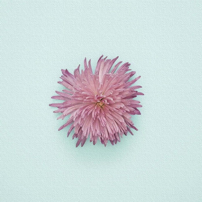 花 アートパネル Poht 1805 02 Xlサイズ 100cm 100cm Lib s4送料無料 北欧 モダン 家具 インテリア ナチュラル テイスト 新生活 オススメ おしゃれ 後払い 雑貨 Onpointchiro Com