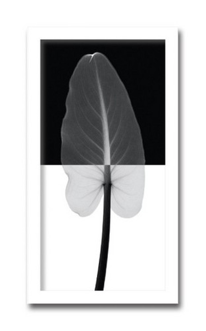 インテリアアート Steven N Meyers Calla Leaf I ヒモ付 AS-11413 店舗 カフェ ラウンジ ロビー ホテル 法人 kar-3097169s1 アートパネル アートボード 壁紙 装飾フィルム 送料無料 北欧 モダン 家具 インテリア ナチュラル テイスト 新生|家具・インテリアのジェンコ