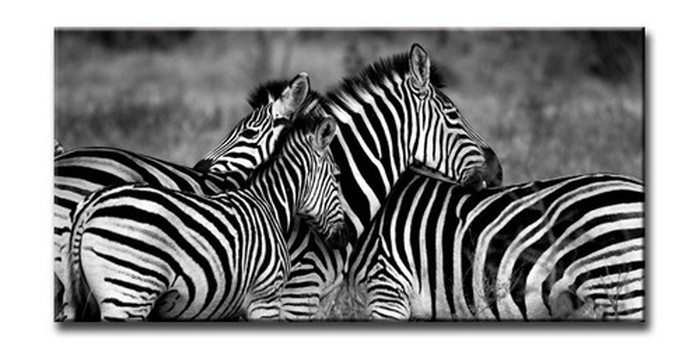 CANVAS ART キャンバスアート Zebra-Mono ゼブラ Lサイズ W1000×H500×D40mm US-6013 店舗 カフェ ラウンジ ロビー ホテル 法人 kar-6248605s1 アートパネル アートボード 壁紙 装飾フィルム 送料無料 北欧 モダン 家具 インテリア ナチ|家具・インテリアのジェンコ