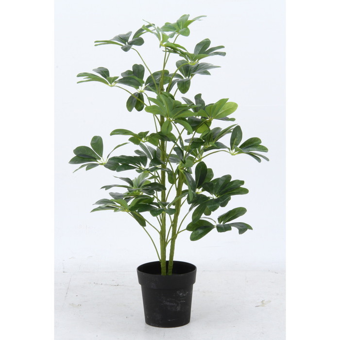 ヤドリフカノキ 216 17281 fj-52693 観葉植物 花 観葉植物 ガーデン DIY 送料無料 北欧 モダン 家具 インテリア ナチュラル テイスト 新生活 オススメ おしゃれ 後払い 6,089円
