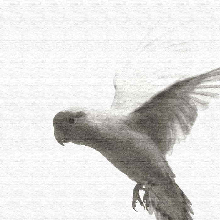 鳥 pho-0109 XLサイズ 100cm×100cm アートパネル ファブリックパネル アートボード 壁掛け 日本製 ラッピング付き 店舗 カフェ ラウンジ ロビー ホテル 法人 lib-pho-0109-xl アートパネル アートボード 壁紙 装飾フィルム 送料無料 北欧