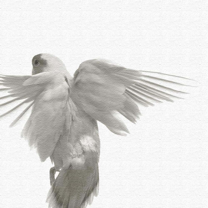 鳥 pho-0111 XLサイズ 100cm×100cm アートパネル ファブリックパネル アートボード 壁掛け 日本製 ラッピング付き 店舗 カフェ ラウンジ ロビー ホテル 法人 lib-pho-0111-xl アートパネル アートボード 壁紙 装飾フィルム 送料無料 北欧