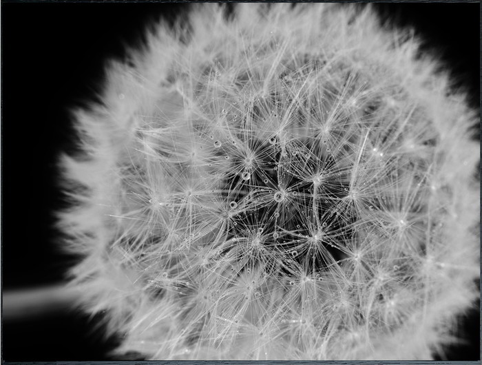 フォトグラフィ タンポポ Photography Dandelions 815x615x30 snw-iaa-53190 アートパネル アートボード 壁紙 装飾フィルム 送料無料 北欧 モダン 家具 インテリア ナチュラル テイスト 新生活 オススメ おしゃれ 後払い