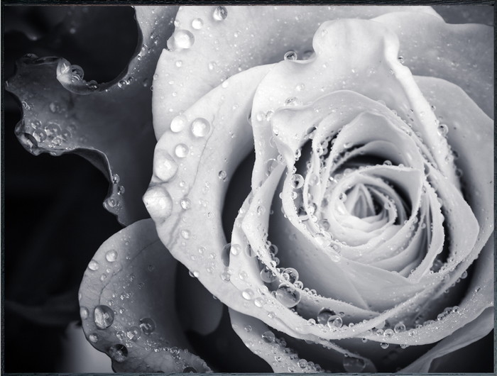 フォトグラフィ ローズ Photography Rose 815x615x30 snw-iaa-53191 アートパネル アートボード 壁紙 装飾フィルム 送料無料 北欧 モダン 家具 インテリア ナチュラル テイスト 新生活 オススメ おしゃれ 後払い