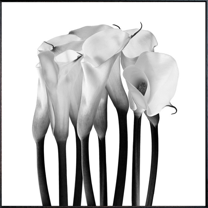 フォトグラフィ カラー Photography Calla 715x715x30 snw-iaa-53207 アートパネル アートボード 壁紙 装飾フィルム 送料無料 北欧 モダン 家具 インテリア ナチュラル テイスト 新生活 オススメ おしゃれ 後払い
