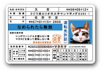 楽天市場 なめ猫 ダイカットビニールステッカー 免許証 Lcs447 ステッカー なめ猫グッズ ゼネラルステッカー