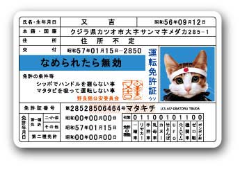 楽天市場 30 付 なめんなよ なめ猫 カードコレクション バージョン指定不可 キャラクター なめねこ なめ猫 免許証 15 1218 子供会 景品 お祭り くじ引き 縁日 フェスティバルプラザ