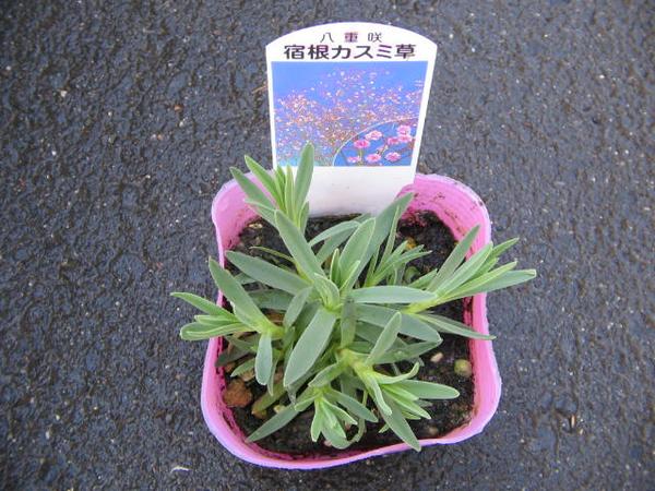 楽天市場 かすみ草 ピンク八重咲き カスミソウ 宿根草 多年草 切花やドライフラワーに人気のピンク色のカスミ草の苗 花苗 販売 通販 種類 母の日 花 ガーデニング岐阜緑園