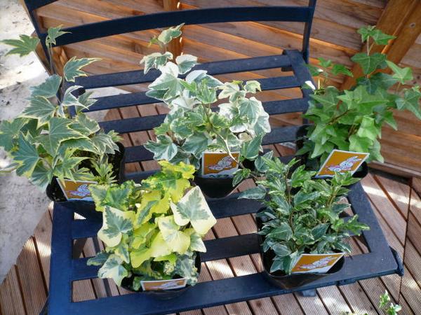 アイビー 5種類セット アイビー5株セット 丈夫で育て易い アイビー ヘデラ 苗 あいびー 植物 Letempslev K7a Com