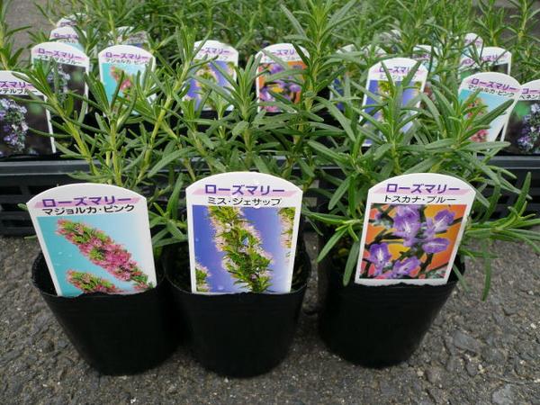 楽天市場 クーポン利用で10 Off ローズマリー 3株セット Herb ハーブ料理にもガーデニングにも楽しめます 大きく育つと花も楽しめる丈夫な植物です 花苗 キッチンガーデン はーぶ 販売 通販 種類 母の日 花 ガーデニング岐阜緑園