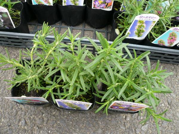 楽天市場 ローズマリー 3株セット Herb ハーブ料理にもガーデニングにも楽しめます 大きく育つと花も楽しめる丈夫な植物です 花苗 キッチンガーデン はーぶ 販売 通販 種類 母の日 花 ガーデニング岐阜緑園