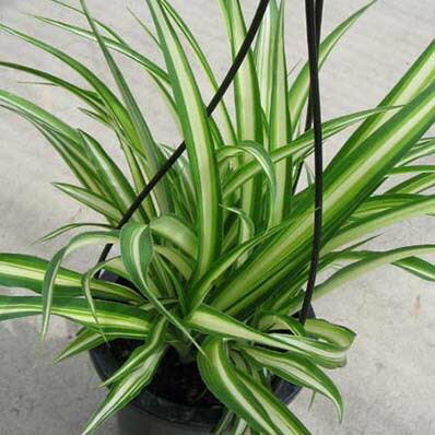 楽天市場】《苗》オリヅルラン 緑葉/ナカフヒロハオリヅルラン/ソトフ