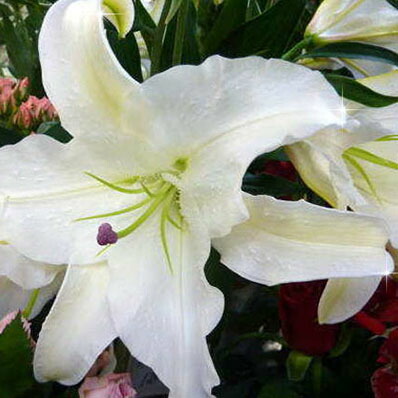 楽天市場 クーポン利用で10 Off 高さ1m ユリの王様 カサブランカ7号鉢植え豪華ビッグサイズです ギフトにも 鉢花 母の日 花 ガーデニング岐阜緑園