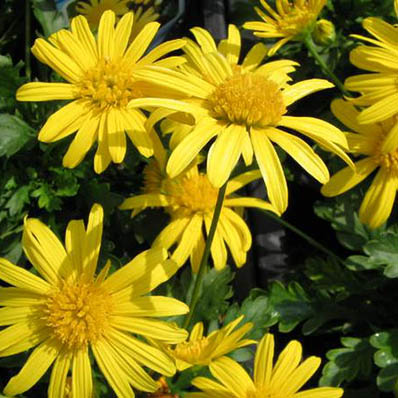楽天市場 マーガレットに似た可愛い黄色の花 マーガレットコスモス苗 花苗 母の日 花 ガーデニング岐阜緑園
