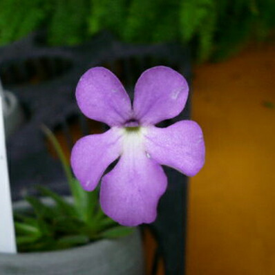 Sale shop type butterworts native butterworts P cyclo sector carnivorous plants Mexico with very dark purple flowers