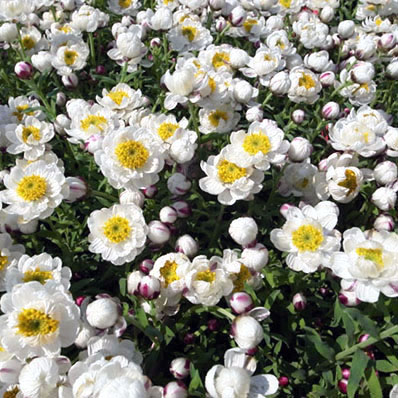 楽天市場 ヘリクリサム花かんざし ホワイト 白 花芽付き ハンギングや寄せ植え等にも人気 花苗 販売 通販 種類 母の日 花 ガーデニング岐阜緑園